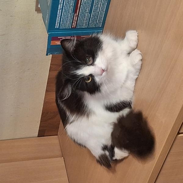 Langhaarkatze-Mischling